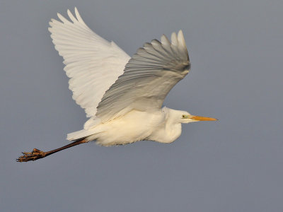 Grote zilverreiger - Great egret - Egretta alba 