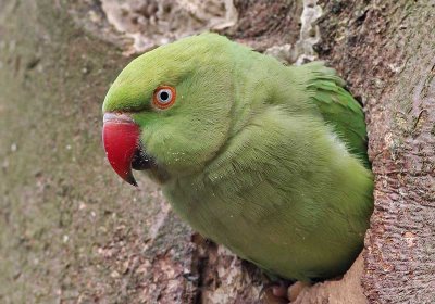 Halsbandparkiet - Ring - necked Parakeet