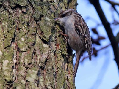 Boomkruiper - Short-toed Tree-Creeper - Certhia brachydactyla