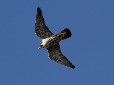 Slechtvalk - Peregrine Falcon - Falco peregrinus