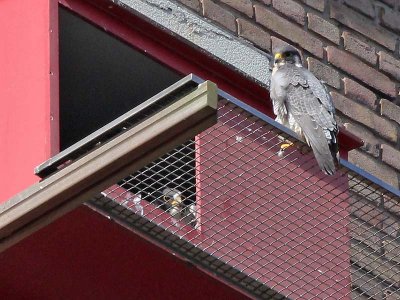 Slechtvalk - Peregrine Falcon - Falco peregrinus