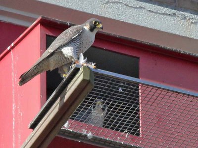 Peregrine Falcon - Slechtvalk - Falco peregrinus