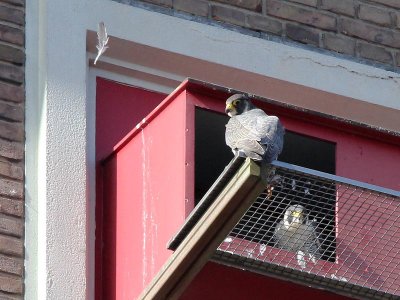 Slechtvalk - Peregrine Falcon - Falco peregrinus