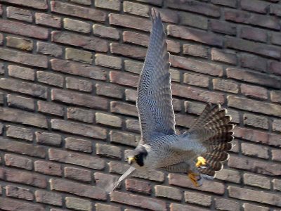 Slechtvalk - Peregrine Falcon - Falco peregrinus
