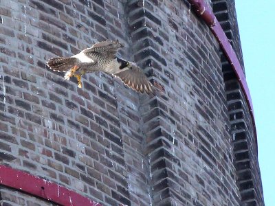 Slechtvalk - Peregrine Falcon - Falco peregrinus