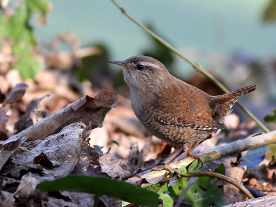 Wren - Winterkoning - Troglodytes troglodytes