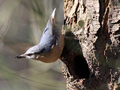 Boomklever - Nuthatch - Sitta europaea