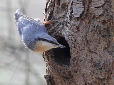 Boomklever - Nuthatch - Sitta europaea