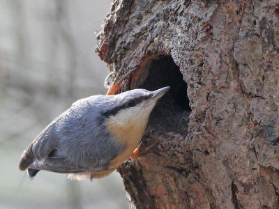 Boomklever - Nuthatch - Sitta europaea