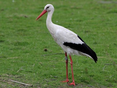 Ooievaar - White Stork - Ciconia ciconia