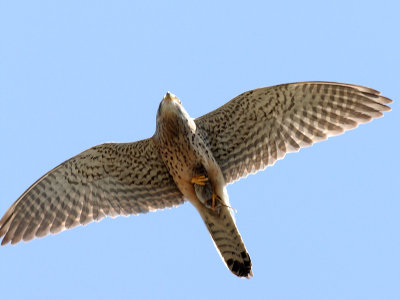 Torenvalk - Common Kestrel - Falco tinnunculus