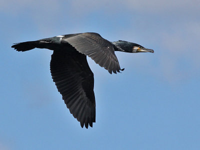 Cormorant - Aalscholver - Phalacrocorax carbo