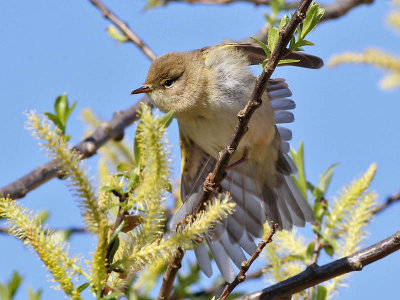 Fitis - Willow Warbler - Phylloscopus trochilus