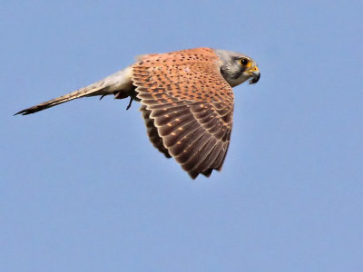 Torenvalk - Common Kestrel - Falco tinnunculus