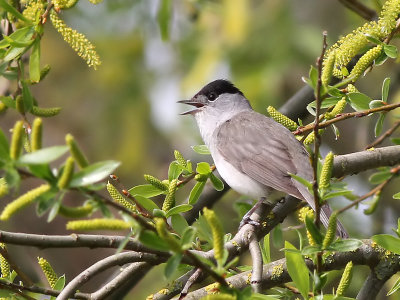 Zwartkop - Blackcap - Sylvia atricapilla