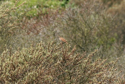 Nachtegaal - Common Nightingale