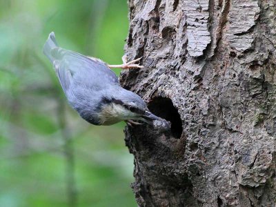 Boomklever - Nuthatch - Sitta europaea