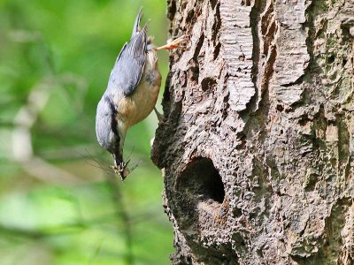 Boomklever - Nuthatch - Sitta europaea