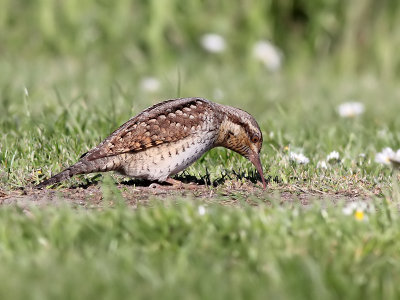 Draaihals - Eurasian Wryneck - Jynx torquilla