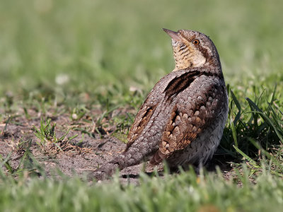  Eurasian Wryneck - Draaihals - Jynx torquilla