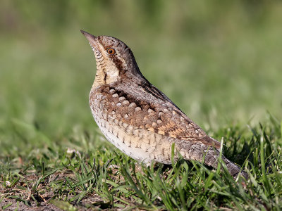 Draaihals - Eurasian Wryneck - Jynx torquilla