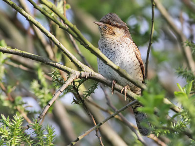 Draaihals - Eurasian Wryneck - Jynx torquilla