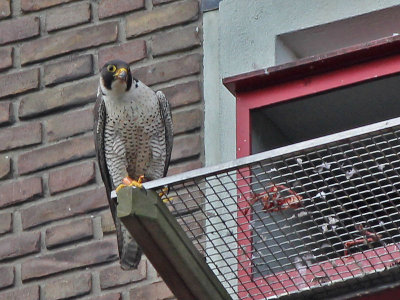 Slechtvalk - Peregrine Falcon - Falco peregrinus