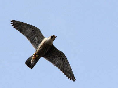 Slechtvalk - Peregrine Falcon - Falco peregrinus