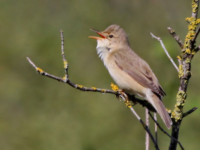 Marsh Warbler / Bosrietzanger / Acrocephalus palustris