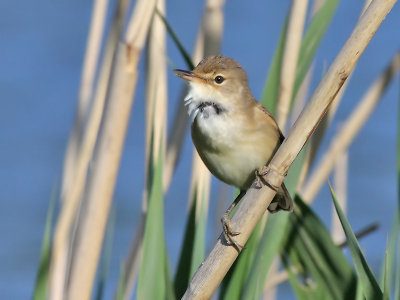 Kleine Karekiet - Eurasian Reed-Warbler - Acrocephalus scirpaceus