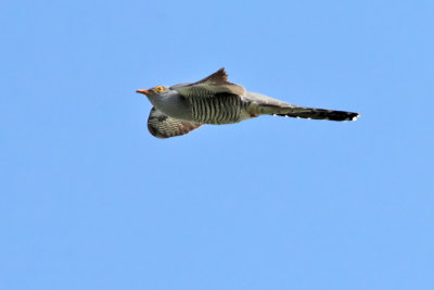 Koekoek - Cuckoo - Cuculus canorus