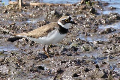 Kleine Plevier - Little Ringed Plover - Charadris dubius