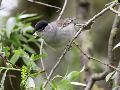 Zwartkop - Blackcap - Sylvia atricapilla
