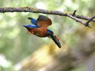 Kingfisher - IJsvogel - Alcedo atthis