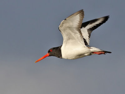 Scholekster - Oystercatcher - Haematopus ostralegus