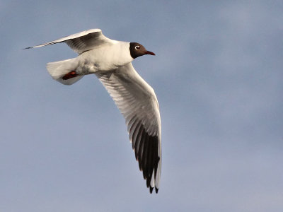 Kokmeeuw - Black-headed Gull - Larus ridibundus