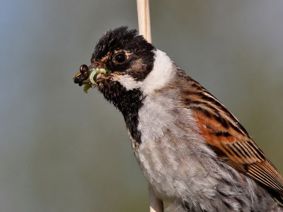 Rietgors - Reed Bunting
