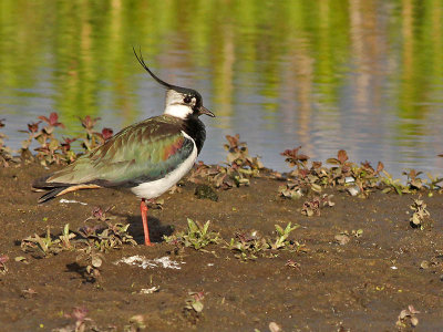 Kievit  - Lapwing - Vanellus vanellus