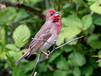 Roodmus - Scarlet Rosefinch