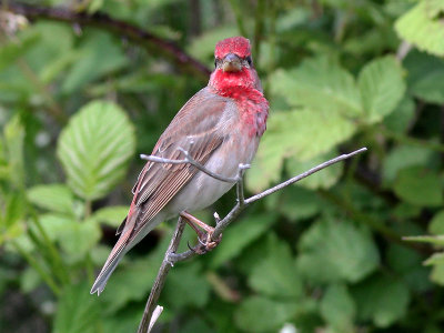 Roodmus - Scarlet Rosefinch - Carpodacus erythrinus