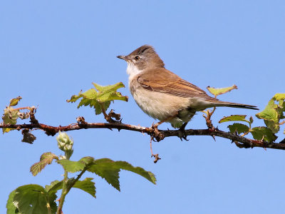 Grasmus - Common Whitethroat  - Sylvia communis