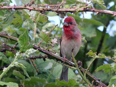 Roodmus - Scarlet Rosefinch - Carpodacus erythrinus