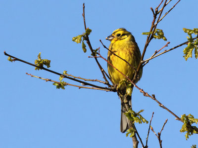 Geelgors - Yellow Hammer - Emberiza citrinella