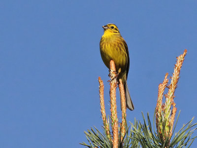 Geelgors - Yellow Hammer - Emberiza citrinella