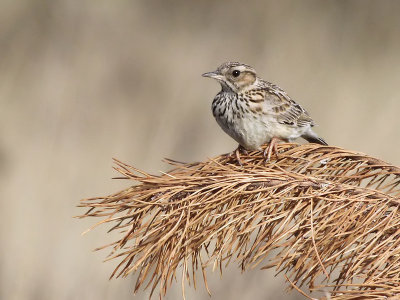 Boompieper - Tree Pipit - Anthus trivialis