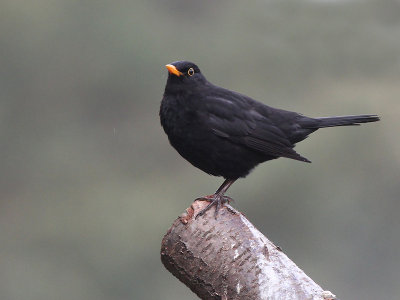 Merel - Eurasian Blackbird