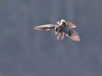 Boompieper - Tree Pipit - Anthus trivialis