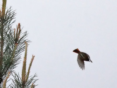 Gekraagde Roodstaart - Common Redstart  - Phoenicurus phoenicurus