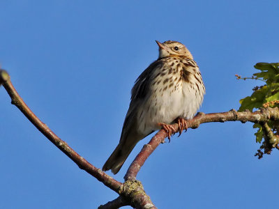 Boompieper - Tree Pipit - Anthus trivialis