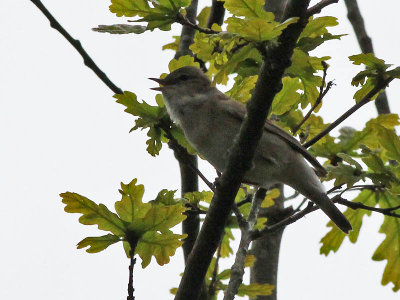 Tuinfluiter - Garden Warbler - Sylvia borin